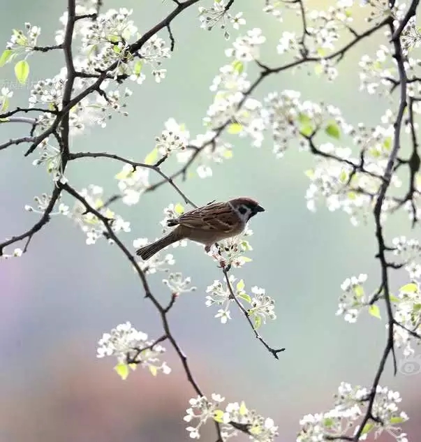 1555059606533378.jpg 2.jpg