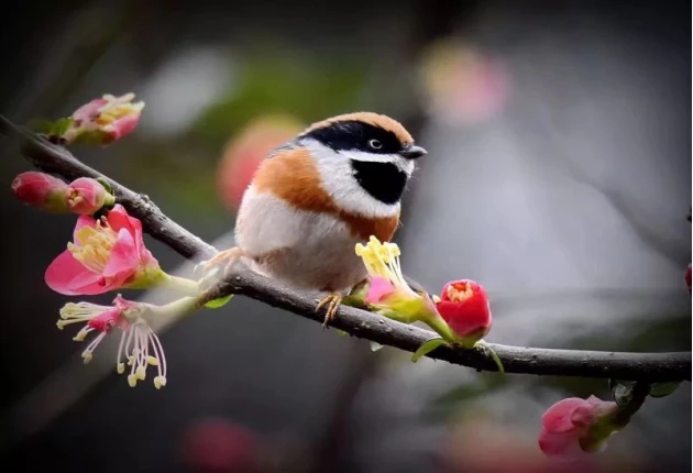 1555061348100285.jpg 1.jpg