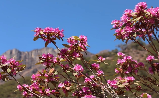 1555061442421625.jpg 3.jpg