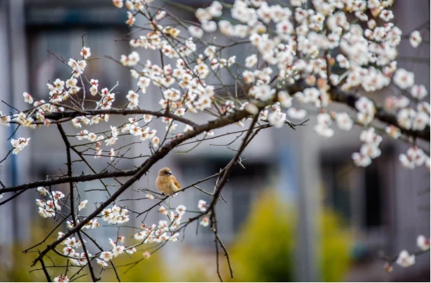 1555061489130747.jpg 4.jpg