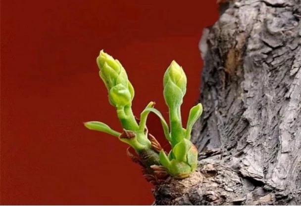 1555061652122373.jpg 8.jpg