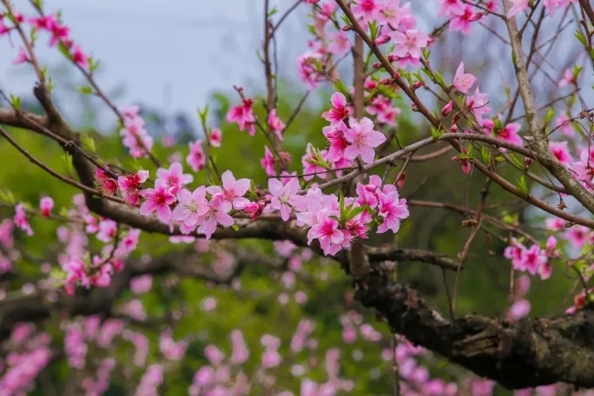 1557111818875696.jpg 6_wps圖片.jpg