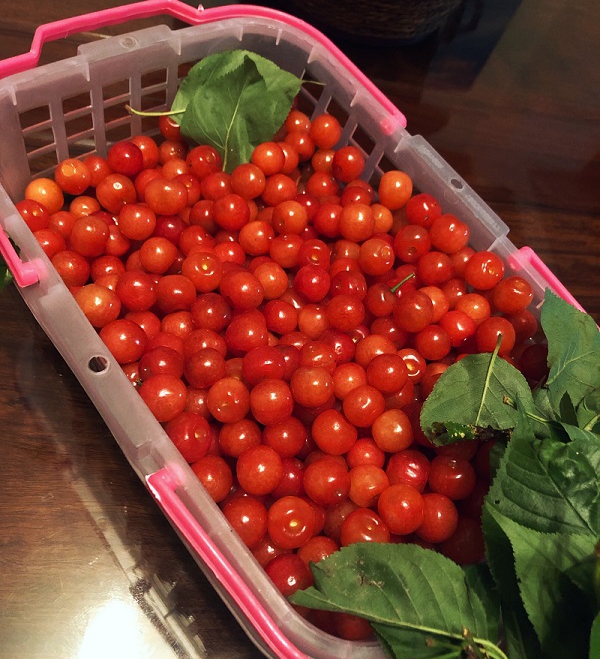 1557113618116852.jpg e97f6fefb63d4bcaba6d30f5f1ec82c_WPS圖片.jpg